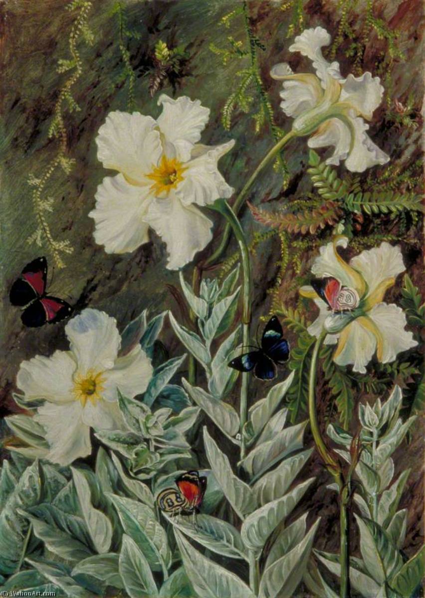 Flanellblume Von Casa Branca Und Schmetterlinge, Brasilien — Marianne North