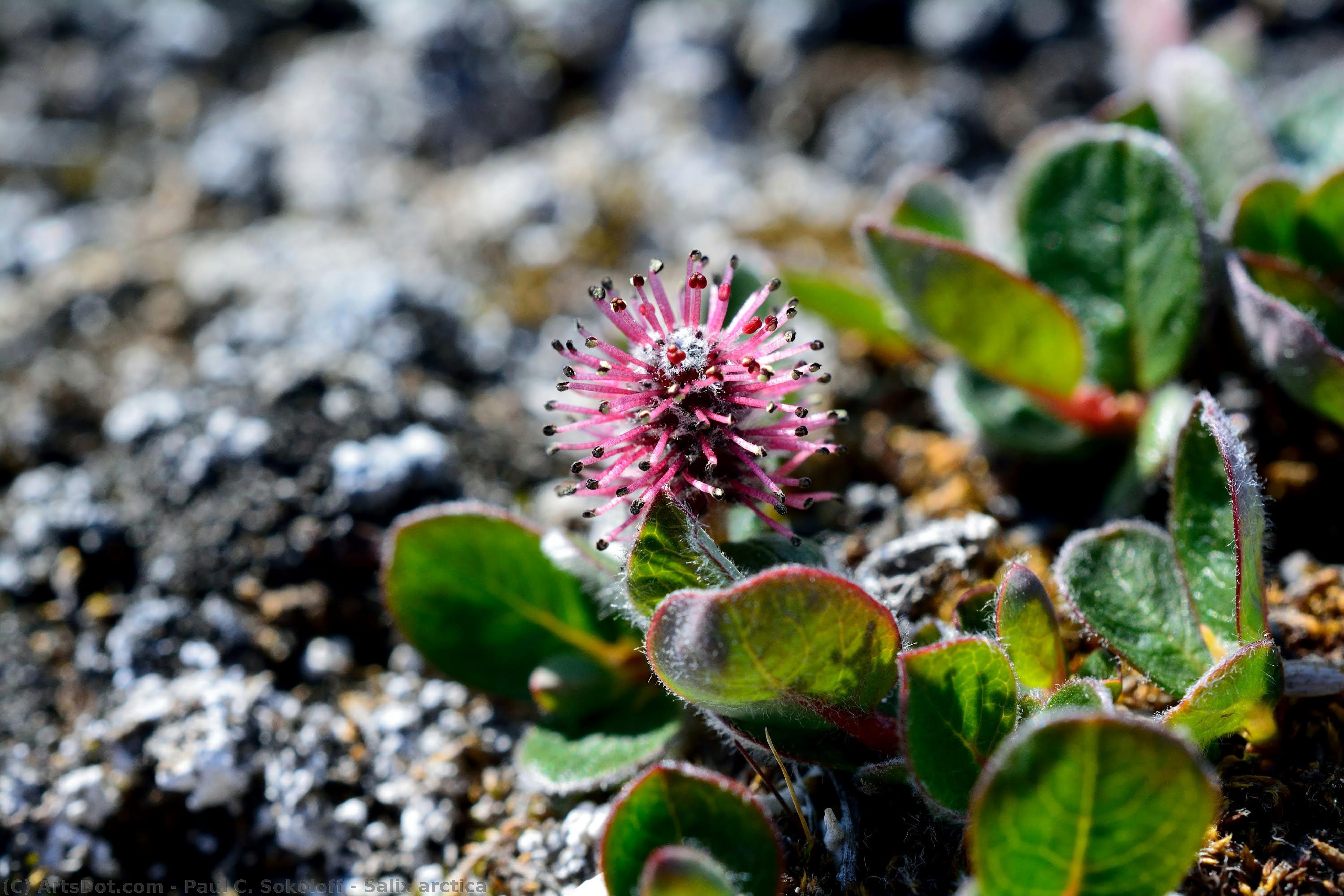 Salix Arctica — Paul C. Sokoloff