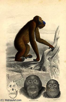 The Orangutan — Edouard Traviès