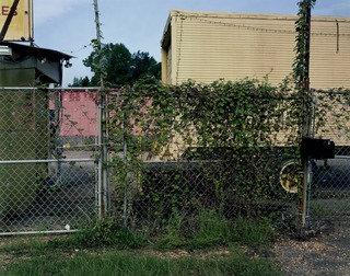 Morning Glory Vine, Early Morning Light, Tuscaloosa, Alabama — William Christenberry