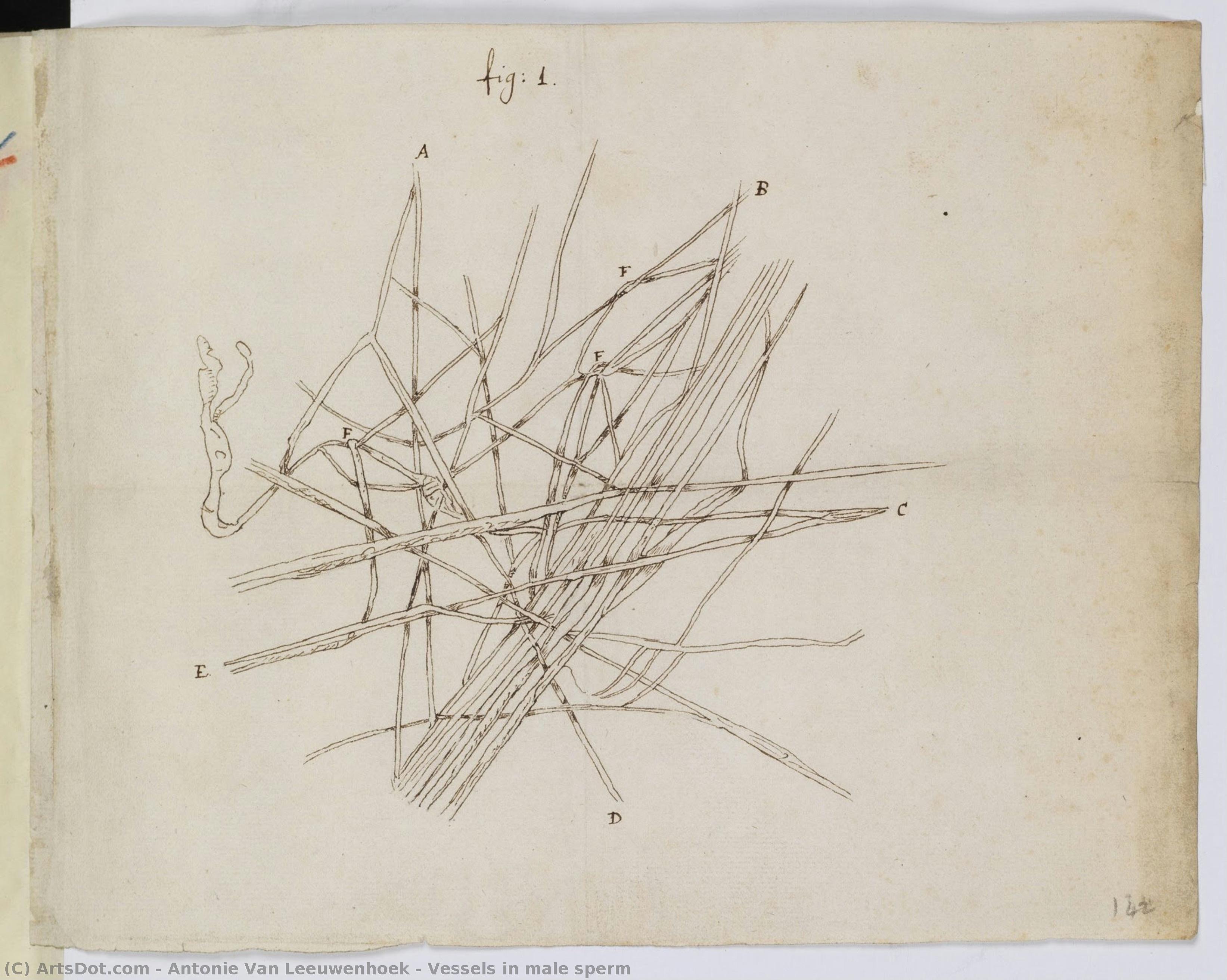 Vessels In Male Sperm — Antonie Van Leeuwenhoek
