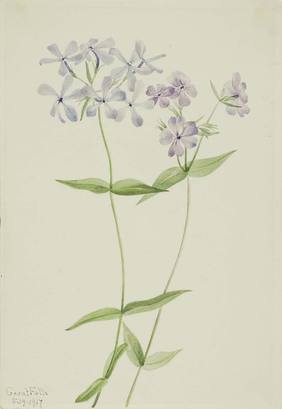 Blue Phlox (phlox Divaricata) — Mary Morris Vaux Walcott