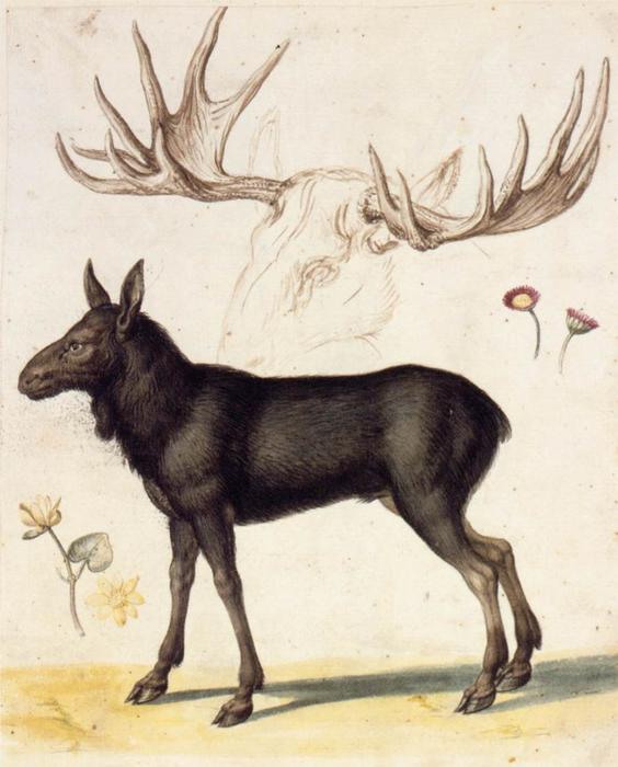Nature Studies — Ђузепе Арчимболдо