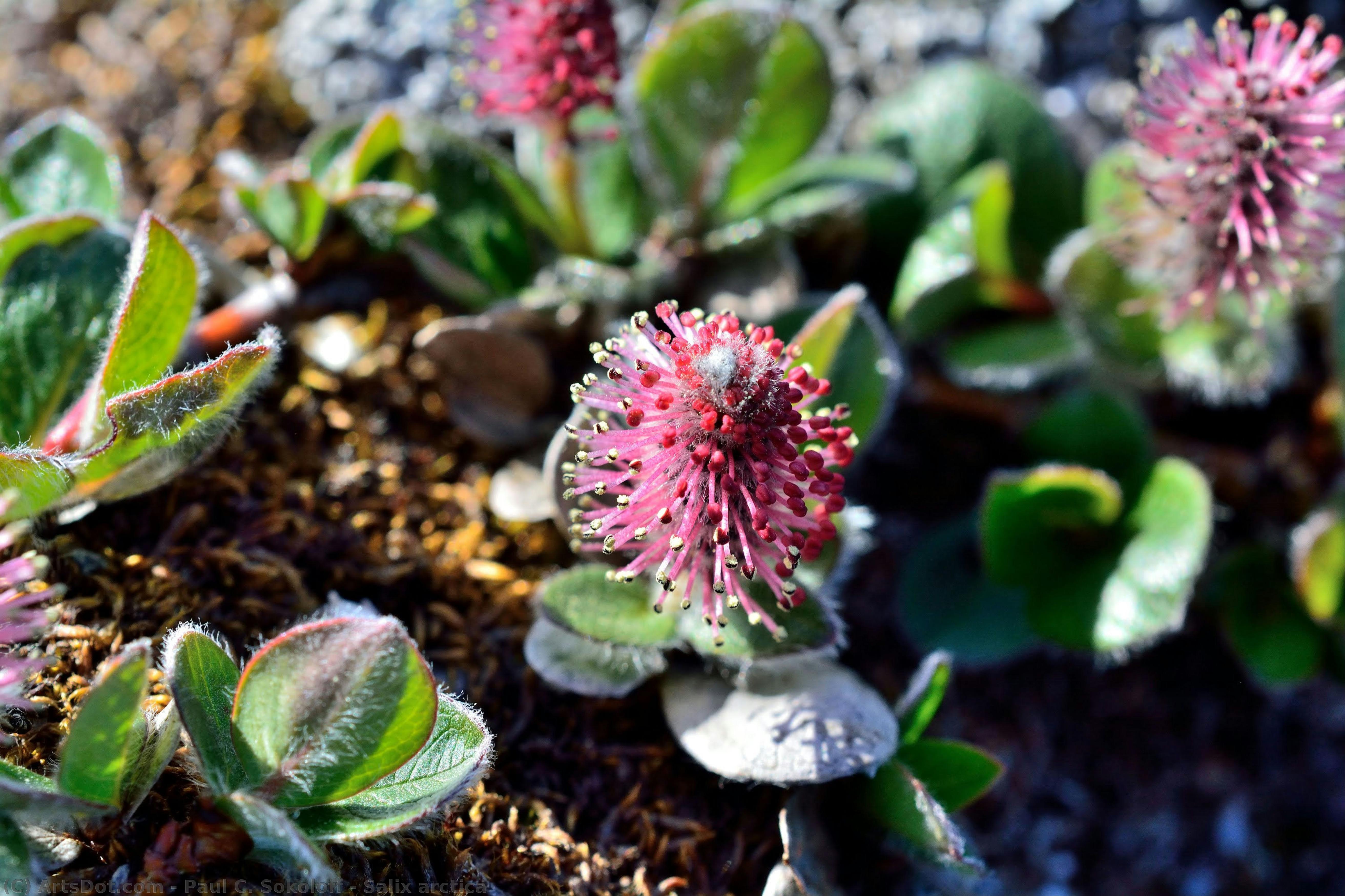 Salix Arctica — Paul C. Sokoloff