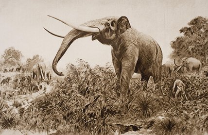 The Chatham Elephant — Amédée Forestier