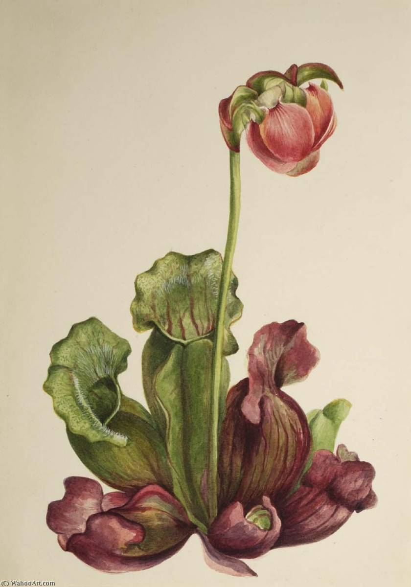 Common Pitcherplant (sarracenia Purpurea Venosa) — Mary Vaux Walcott