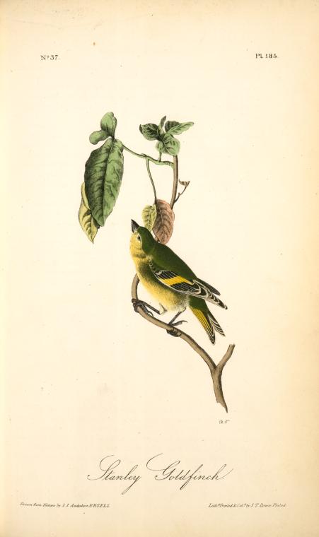 Stanley Goldfinch — John James Audubon