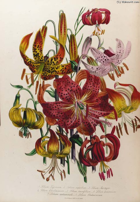 The Ladies' Flower Garden - (15) — Jane Loudon