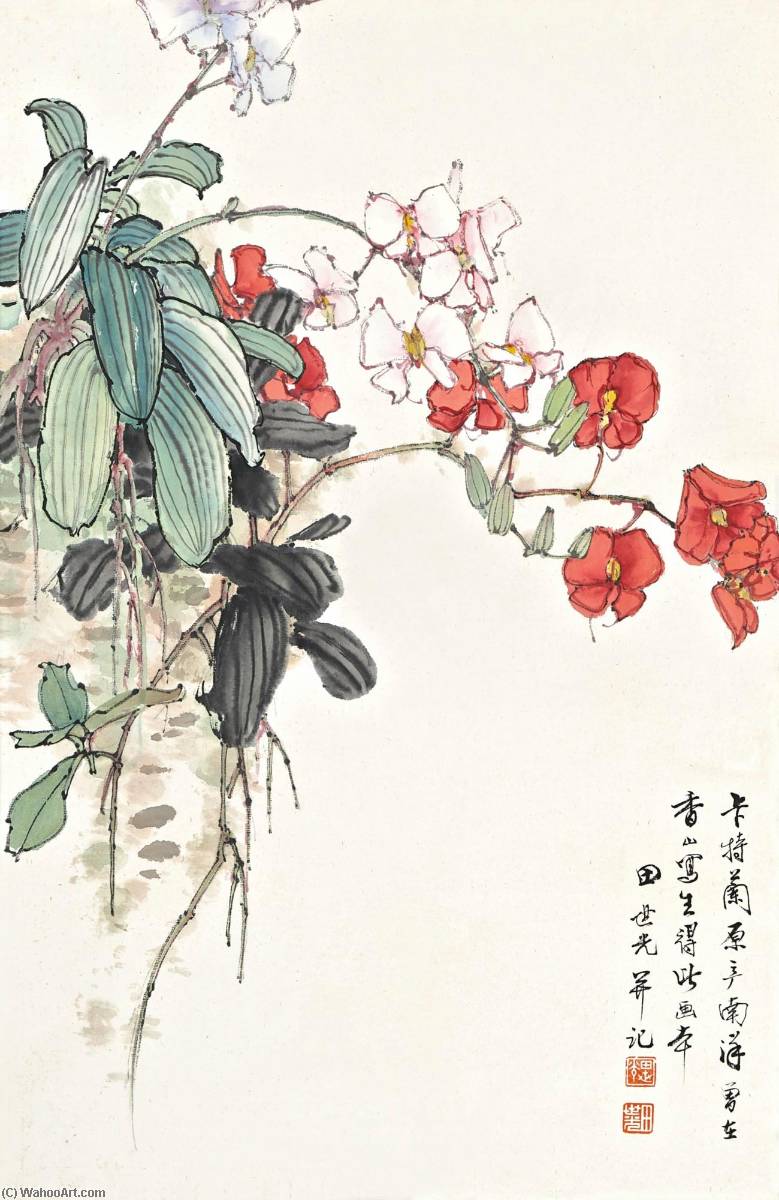 Cattleya — Tian Shiguang