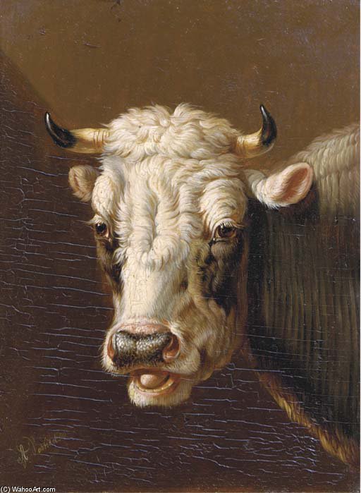 A Cow's Head — Альбертус Ферхозен