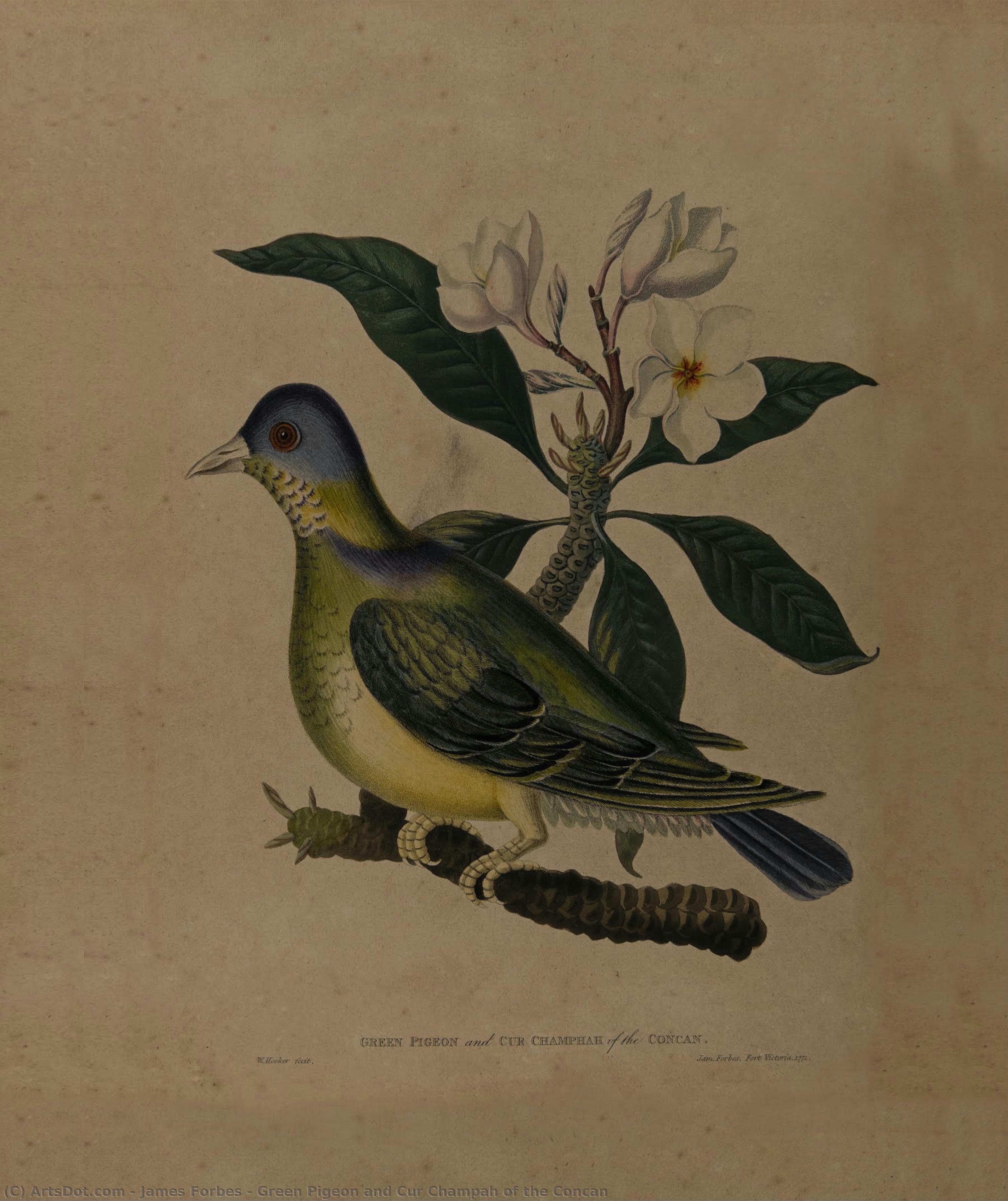Green Pigeon And Cur Champah Of The Concan — James Forbes
