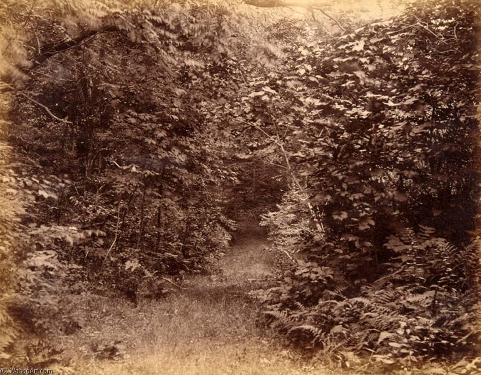 Scene In Woods' Wood, From The Album Views Of Charleston, New Hampshire — Gotthelf Pach