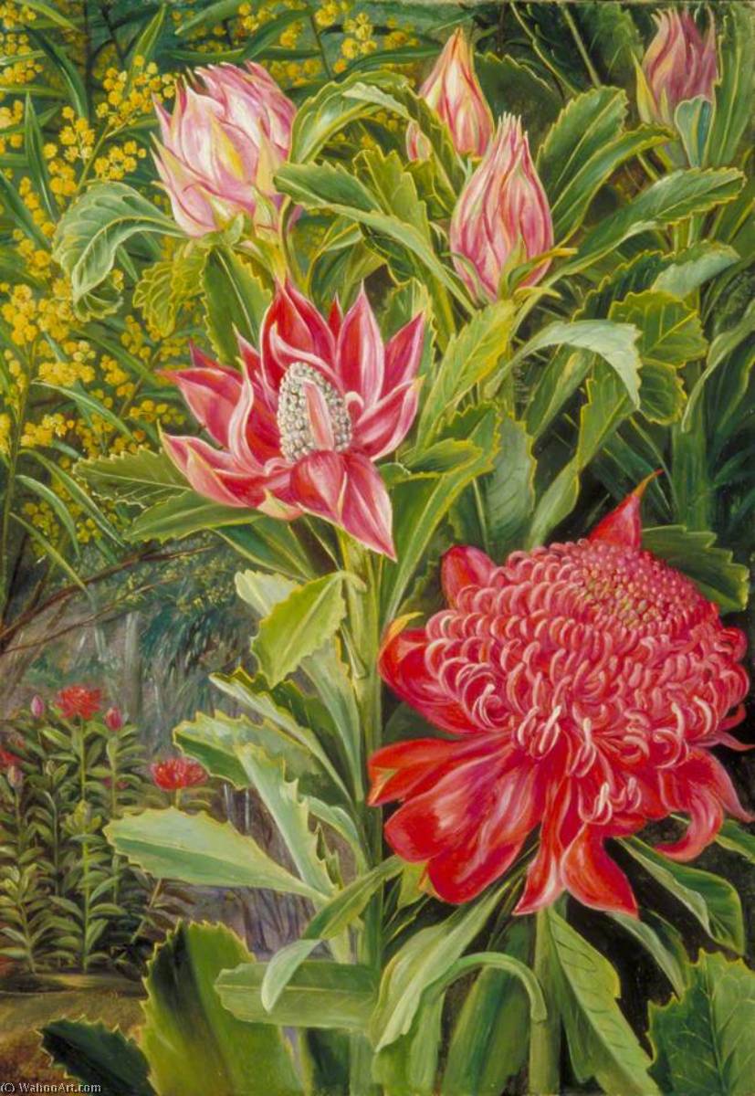 Blüten Des Waratahs Aus New South Wales — Marianne North