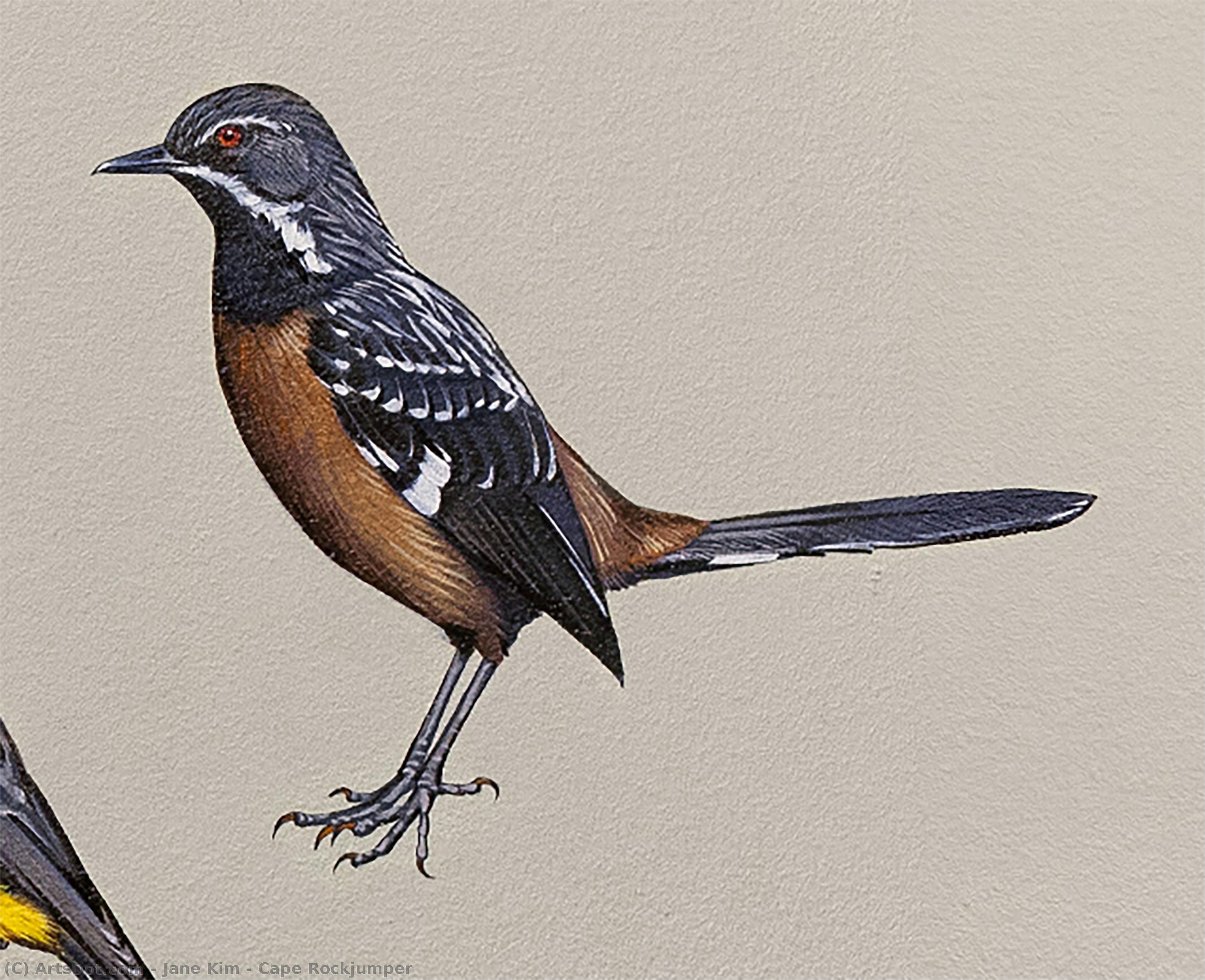 Cape Rockjumper — Jane Kim