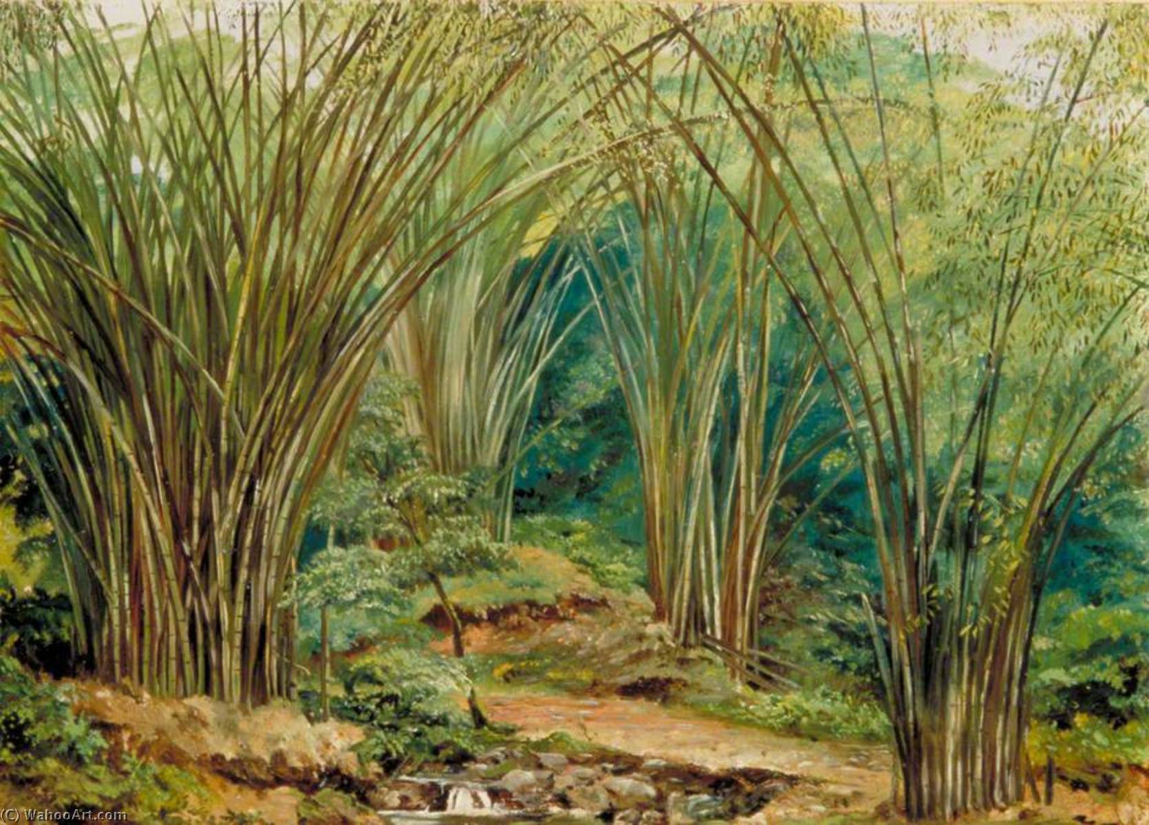 Valle De Bambúes Cerca De Bath, Jamaica — Marianne North