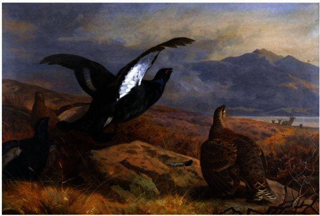 Black Grouse In A Highland Landscape With Red Deer In The Background — Archibald Thorburn