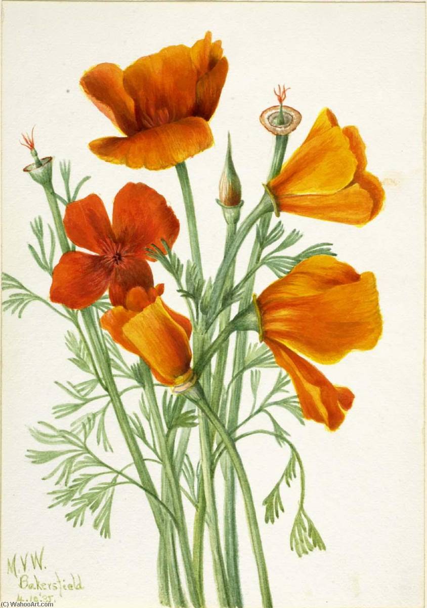 California Poppy (eschscholtzia Californica) — Mary Vaux Walcott