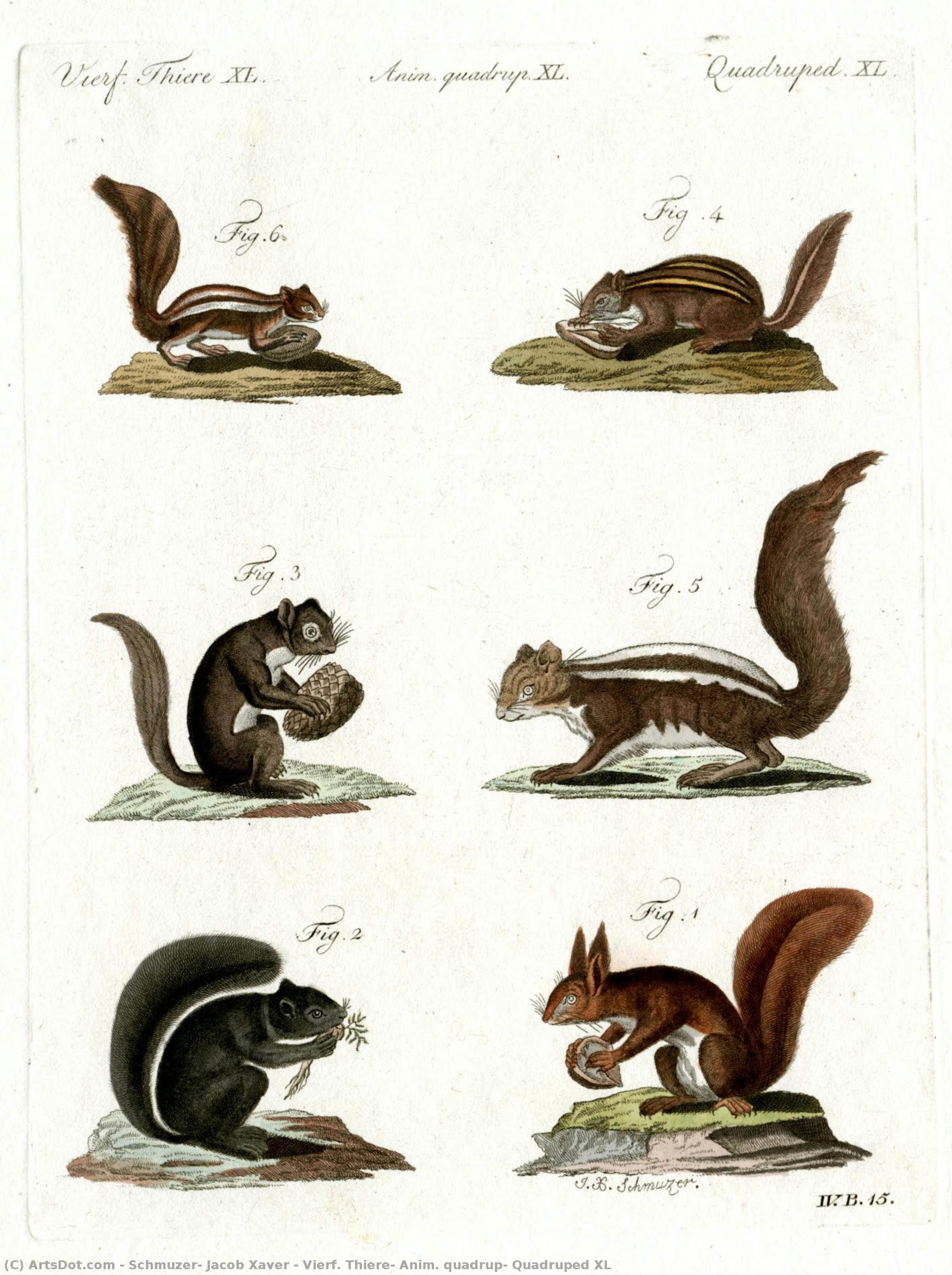 Vierf. Thiere, Anim. Quadrup, Quadruped Xl — Schmuzer, Jacob Xaver