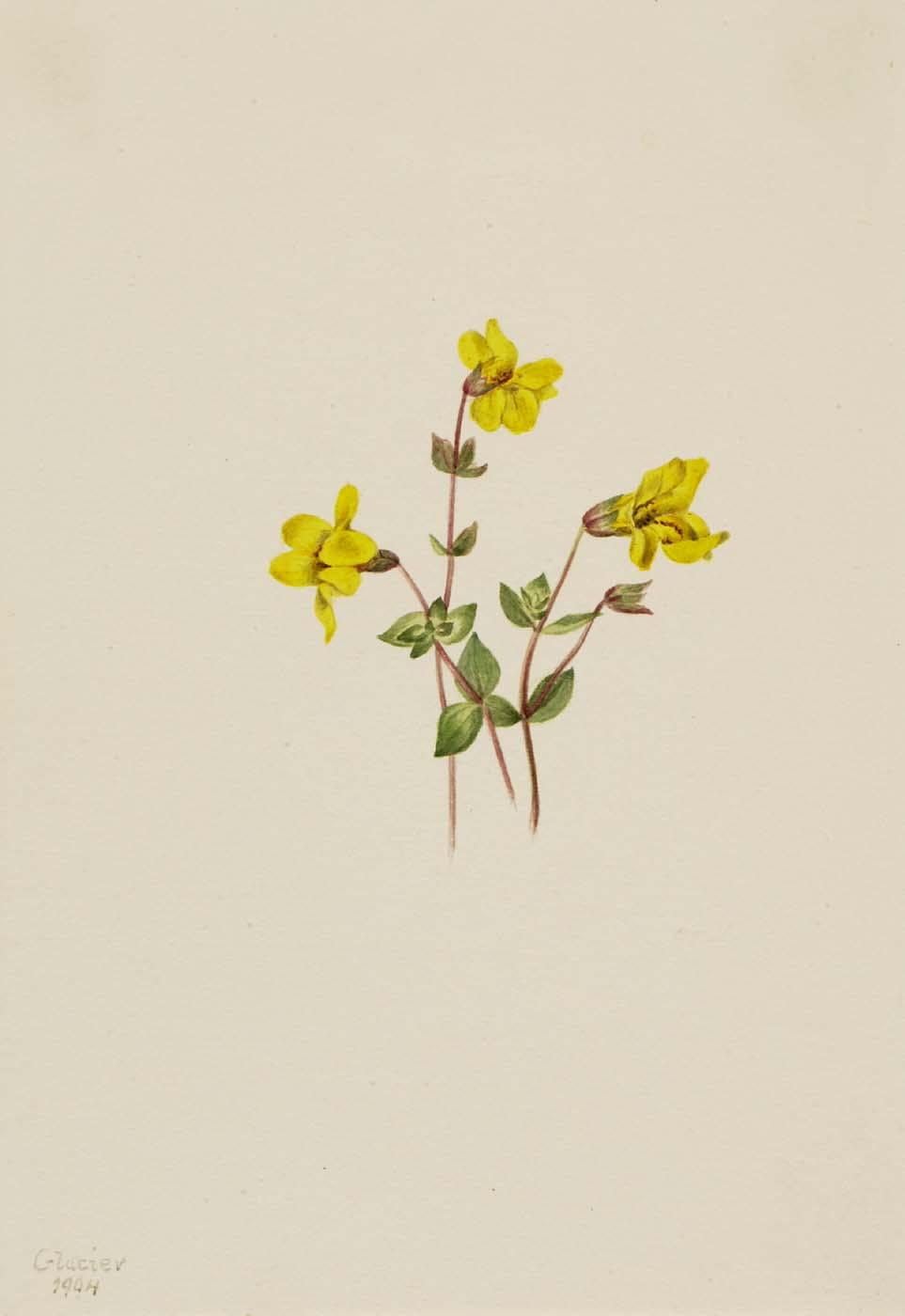 Alpine Monkey Flower (mimulus Caespitosus) — Mary Vaux Walcott
