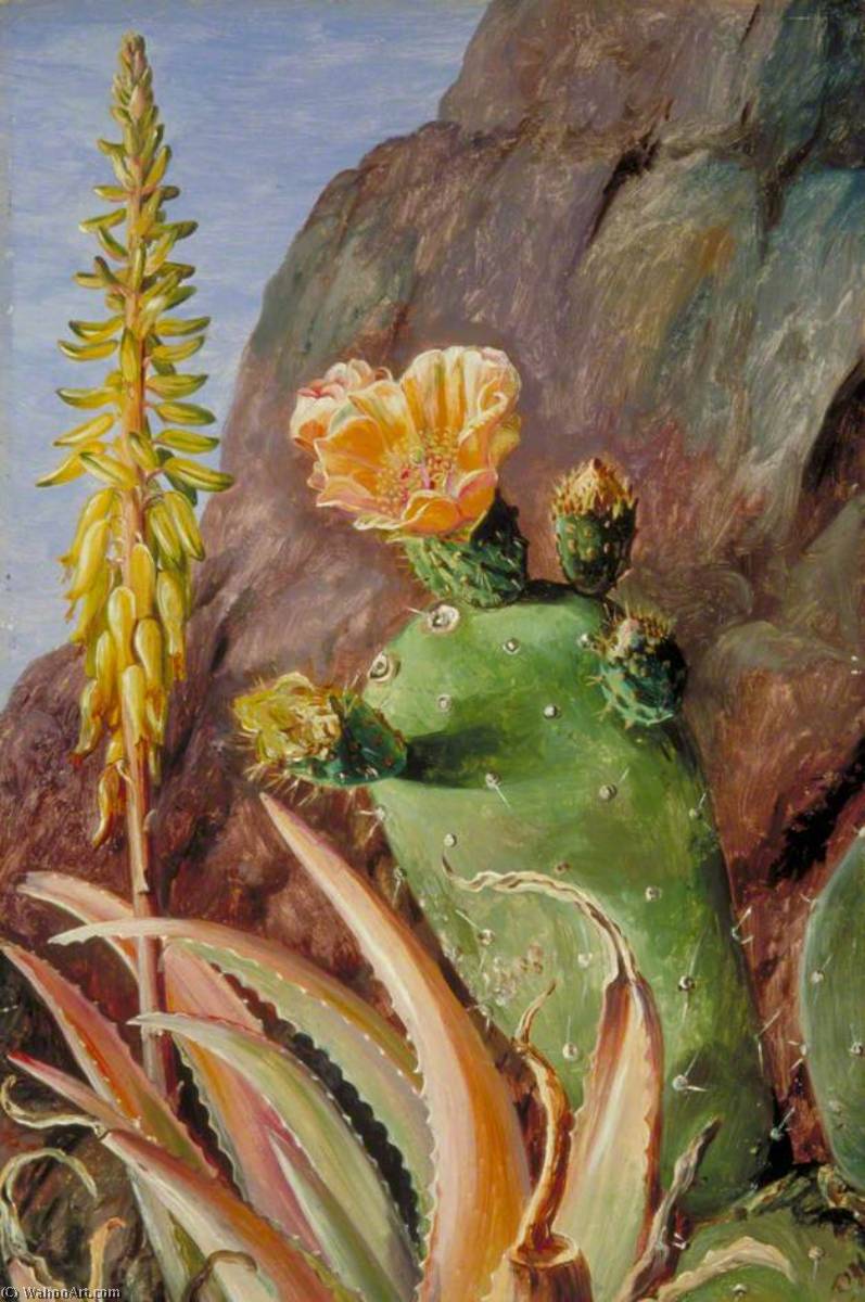 Aloe Und Cochenille-kaktus In Blüte, Teneriffa — Marianne North