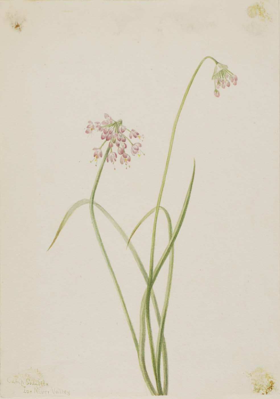 Nodding Onion (allium Cernuum) — Mary Vaux Walcott