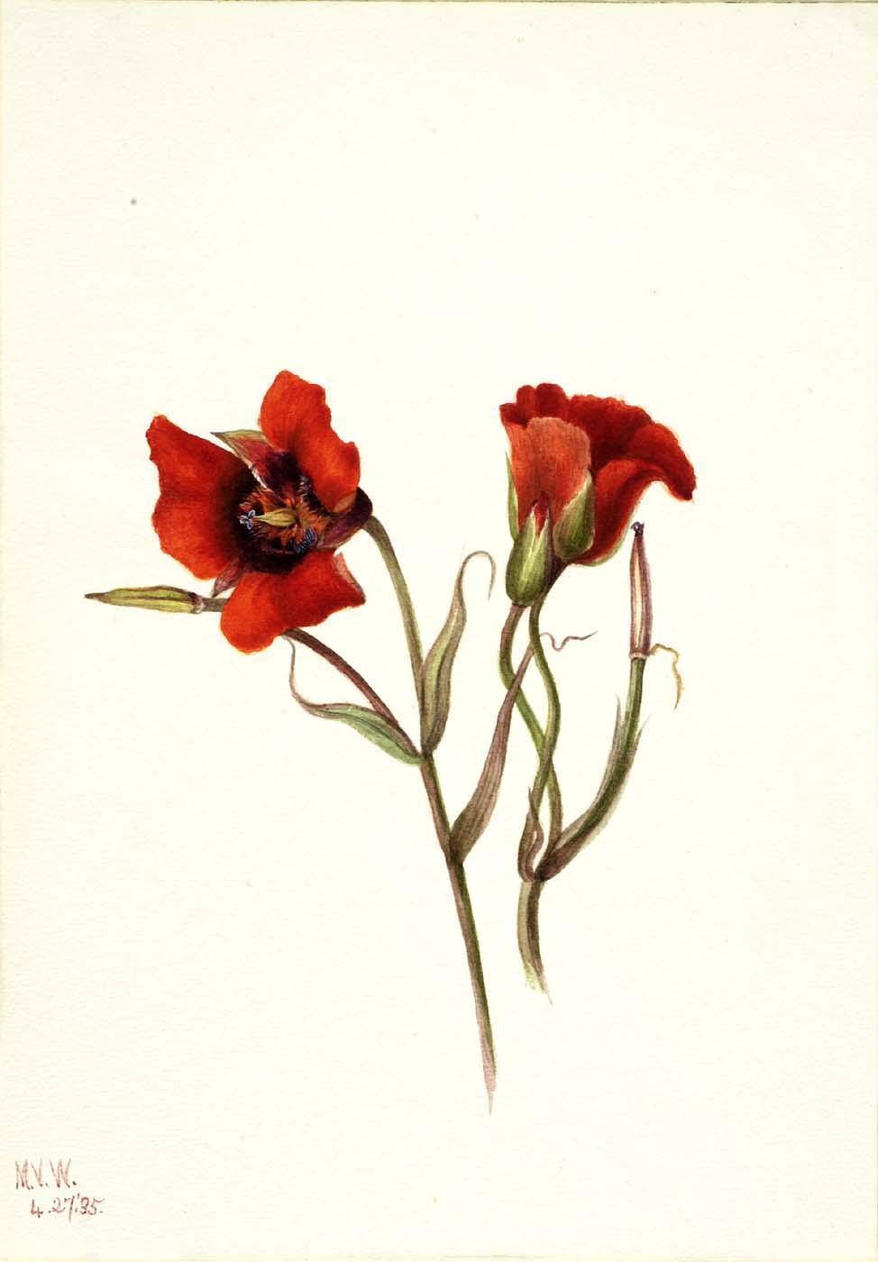 Desert Mariposa (calochortus Kennedyi) — Mary Vaux Walcott