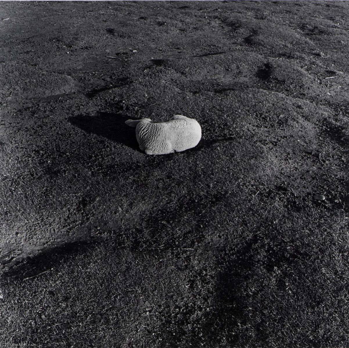 Sleeping Lamb, From The Kansas Documentary Survey Project — Larry W Schwarm