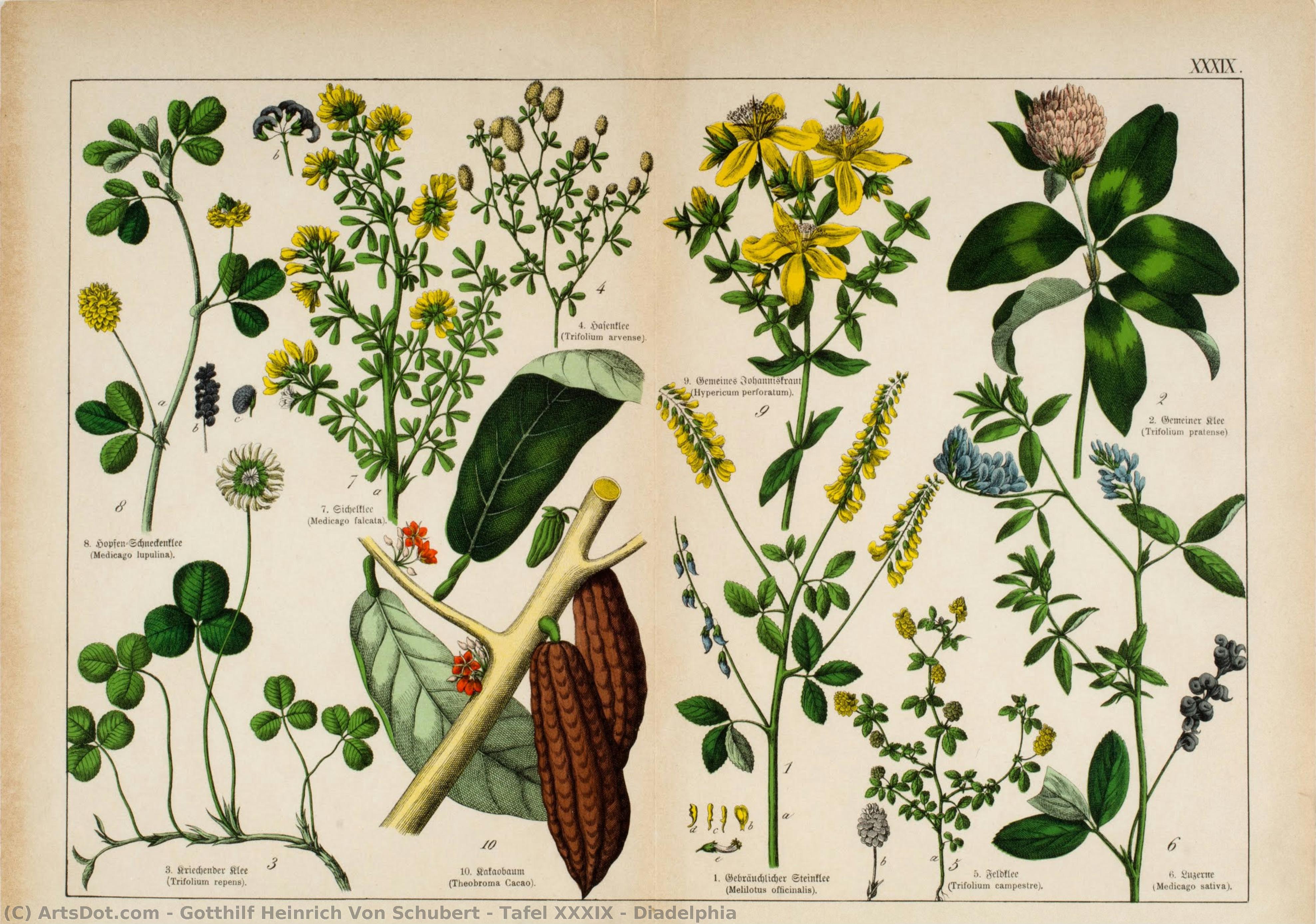 Tafel Xxxix - Diadelphia — Gotthilf Heinrich Von Schubert