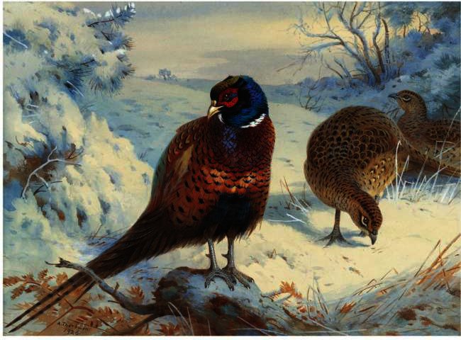 A Cock Pheasant And Hen Pheasant In Winter — Archibald Thorburn