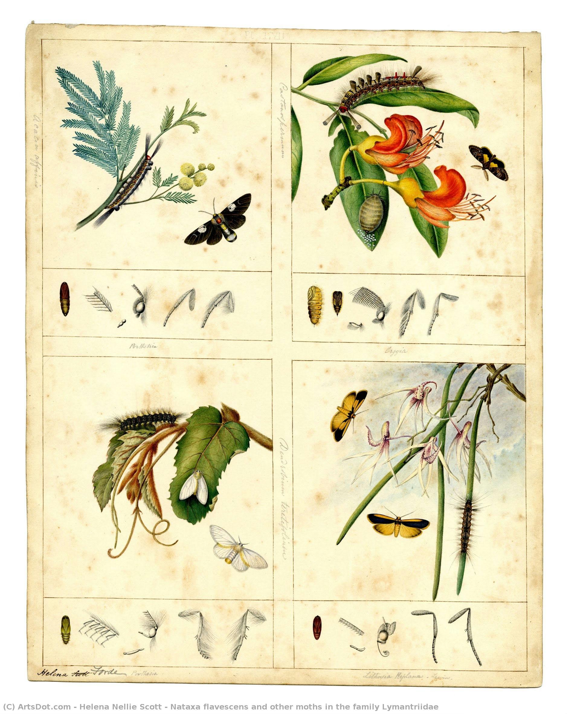 Nataxa Flavescens And Other Moths In The Family Lymantriidae — Helena Nellie Scott