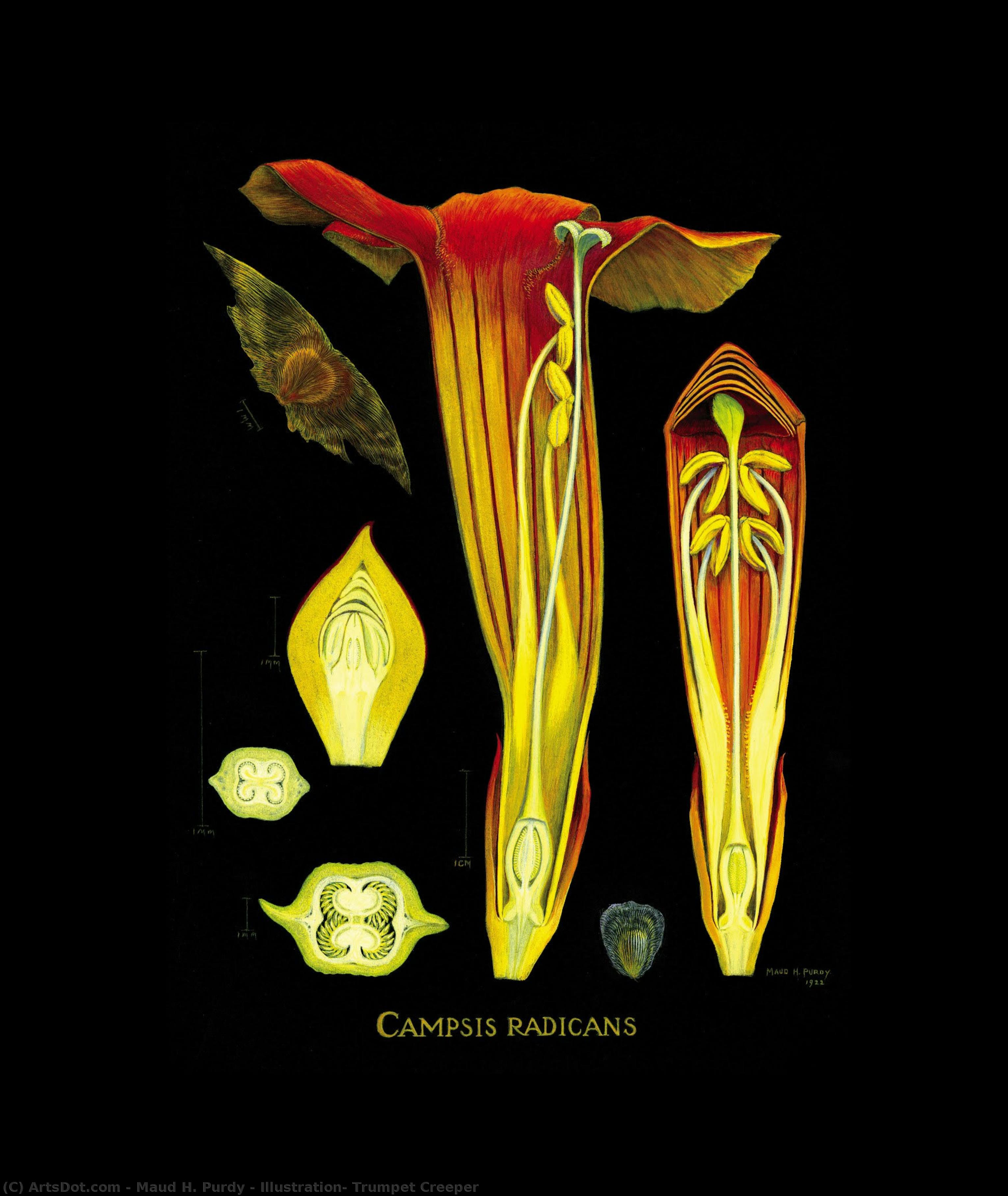 Illustration: Trumpet Creeper — Maud H. Purdy