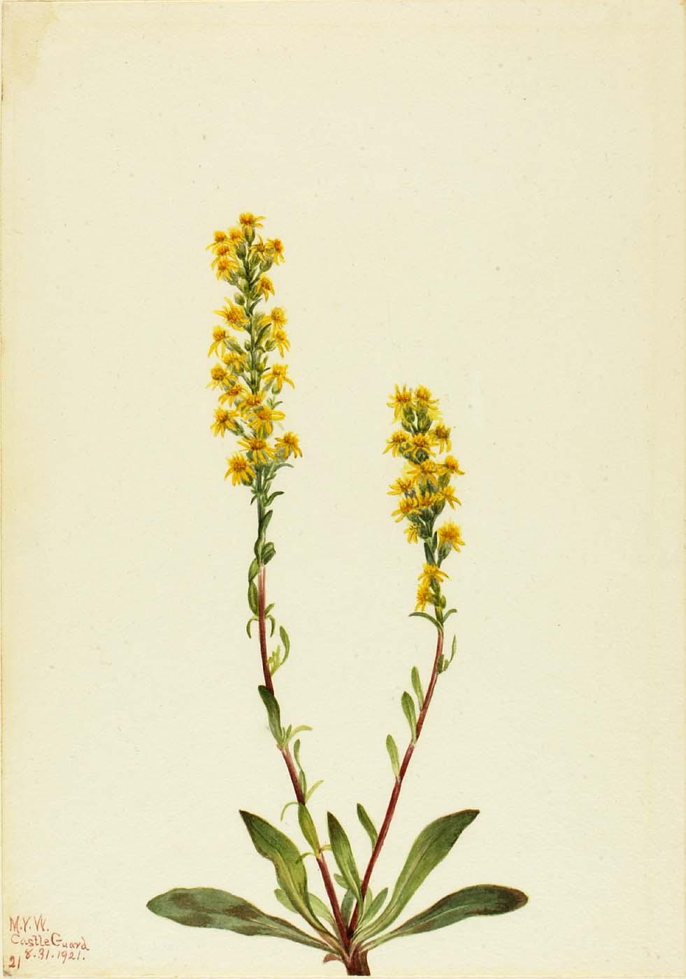 Mountain Goldenrod (solidago Oreophila) — Mary Vaux Walcott