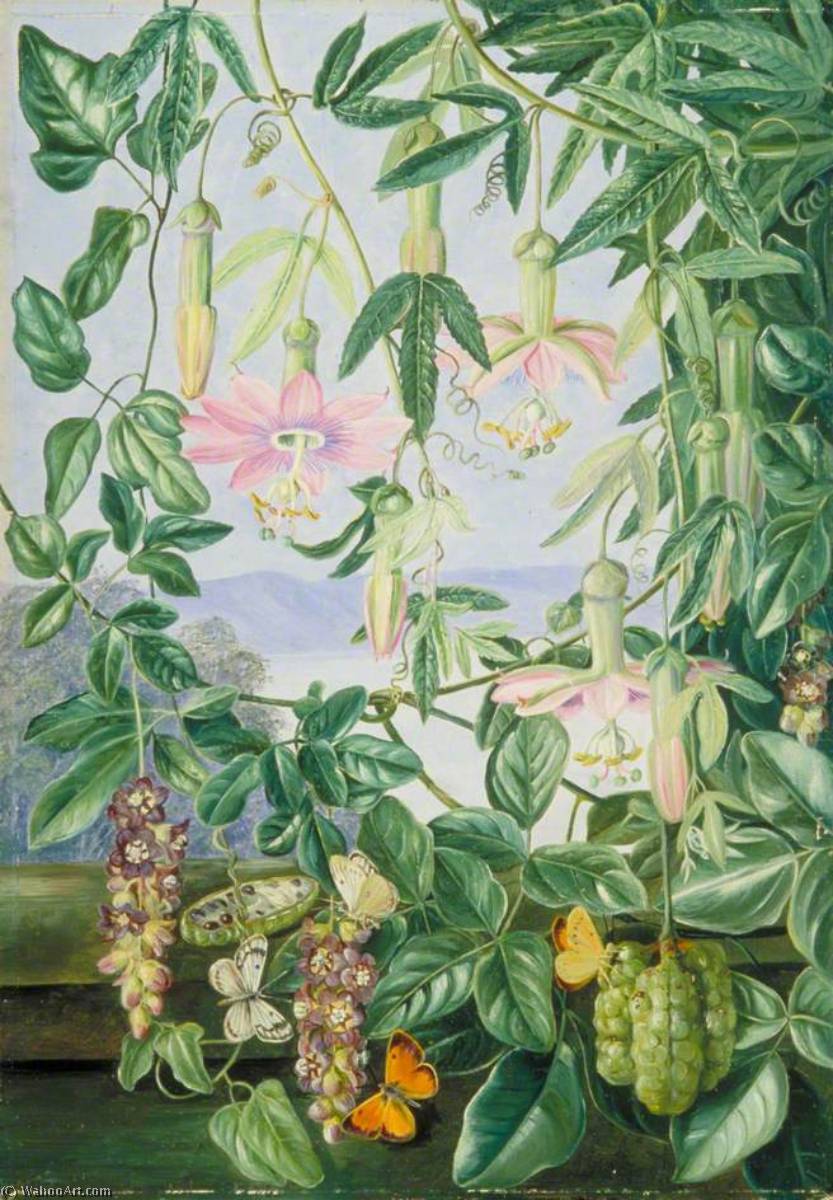 Zwei Kletterpflanzen Mit Chili Und Schmetterlinge — Marianne North