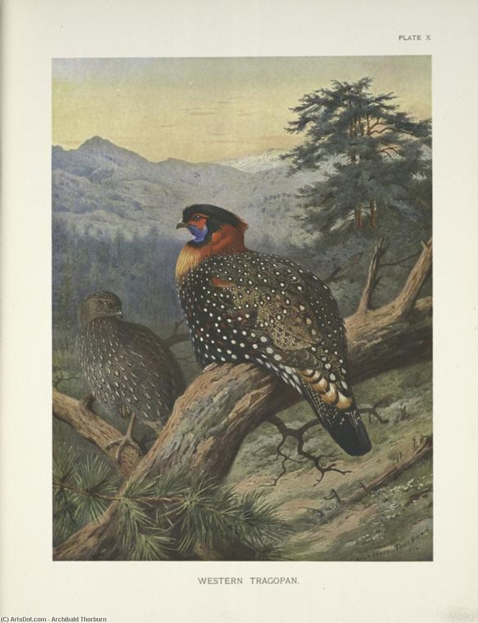 Western Tragopan (tragopan Melanocephalus) — Archibald Thorburn