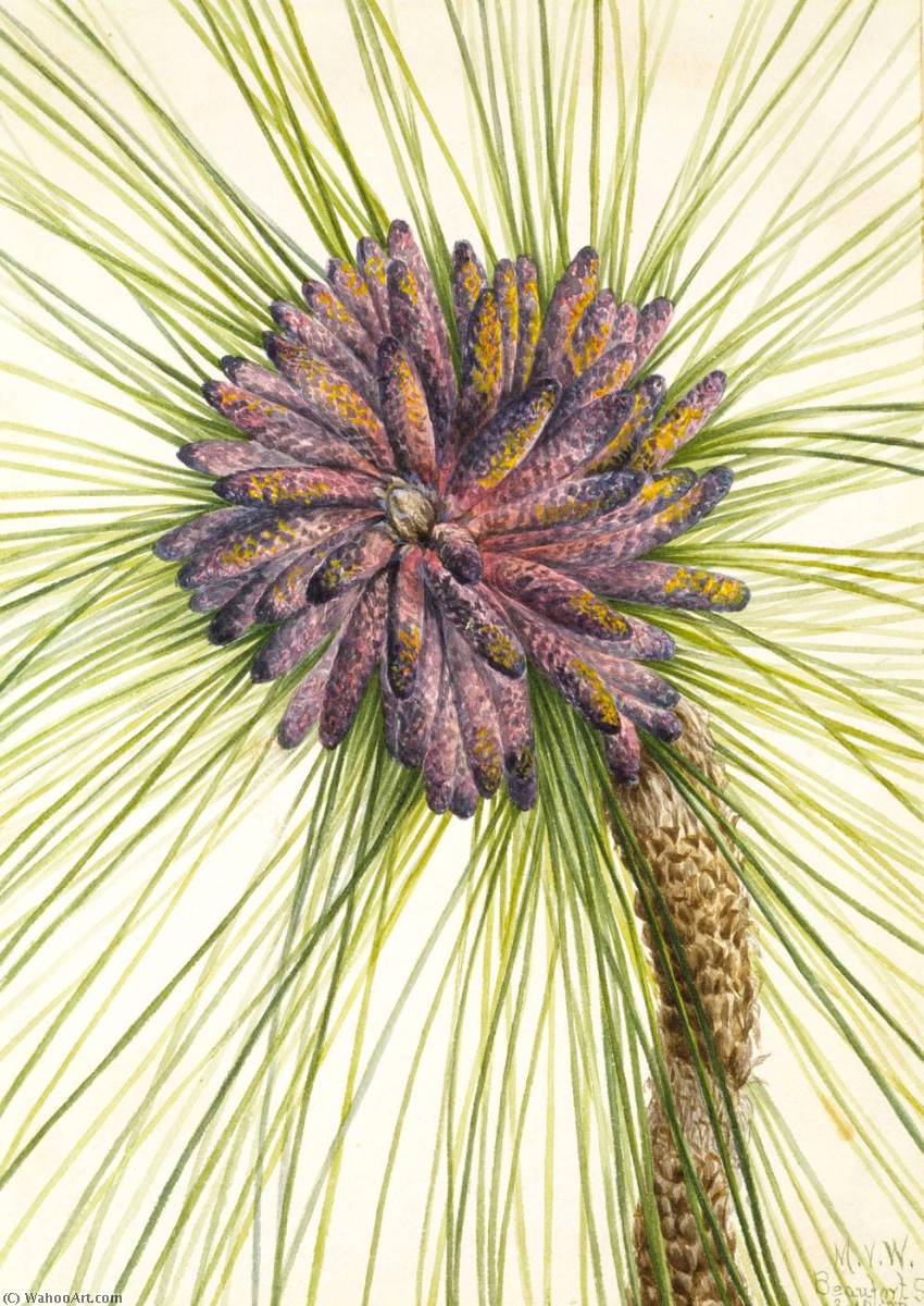 Longleaf Pine (pinus Palustris) — Mary Vaux Walcott