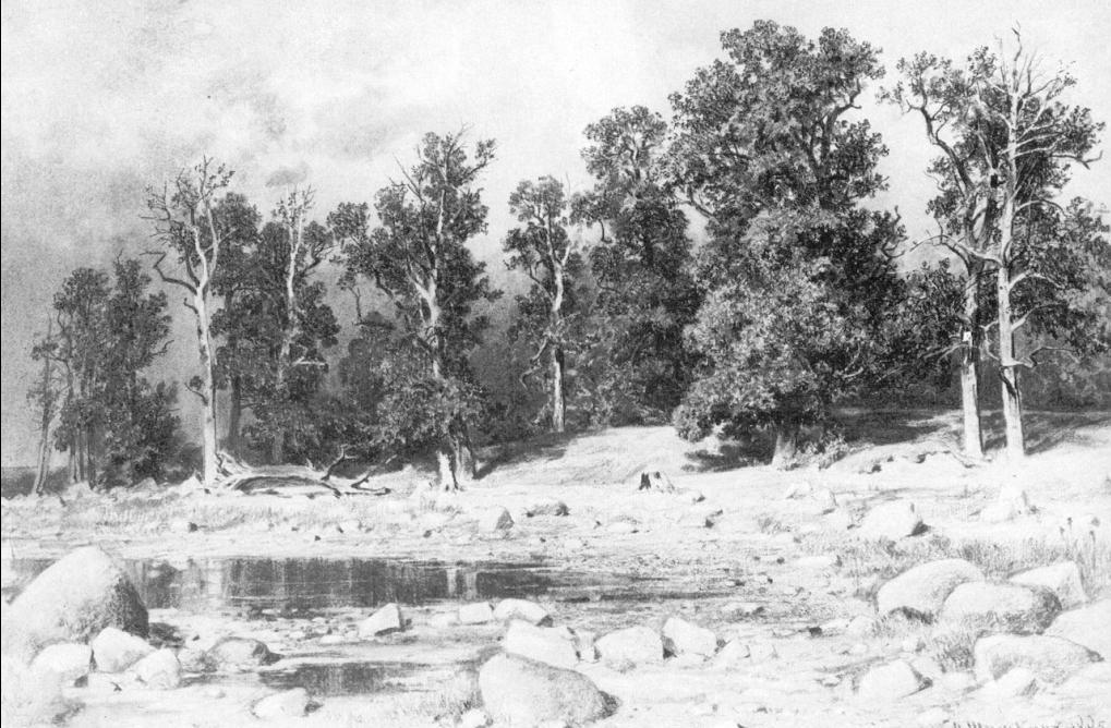 Shore Of Oak Grove Of Peter The Great In Sestroretsk — Ivan Ivanovich Shishkin