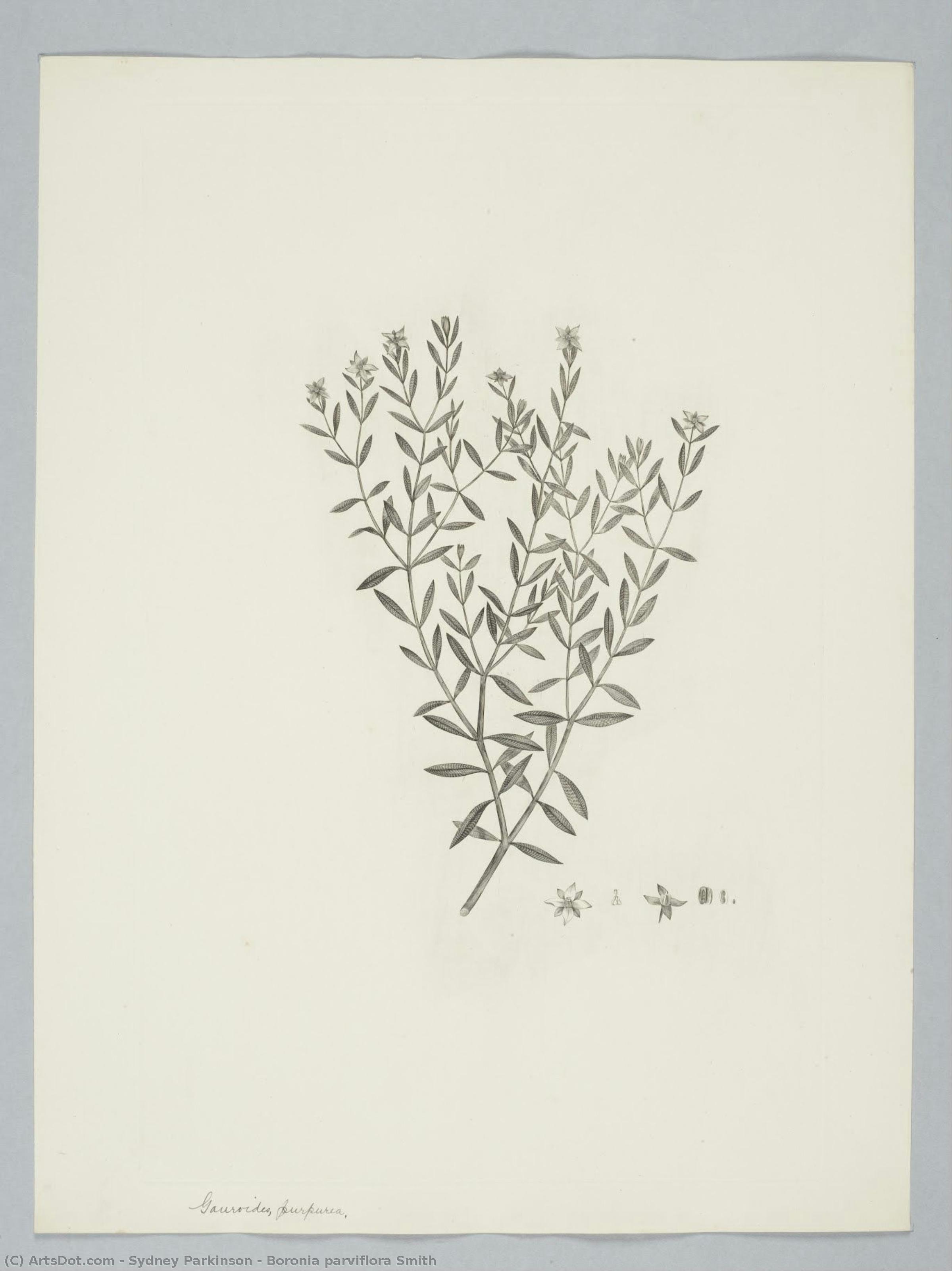 Boronia Parviflora Smith — Sydney Parkinson