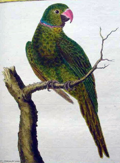 Psittacula Eques — Francois Nicolas Martinet