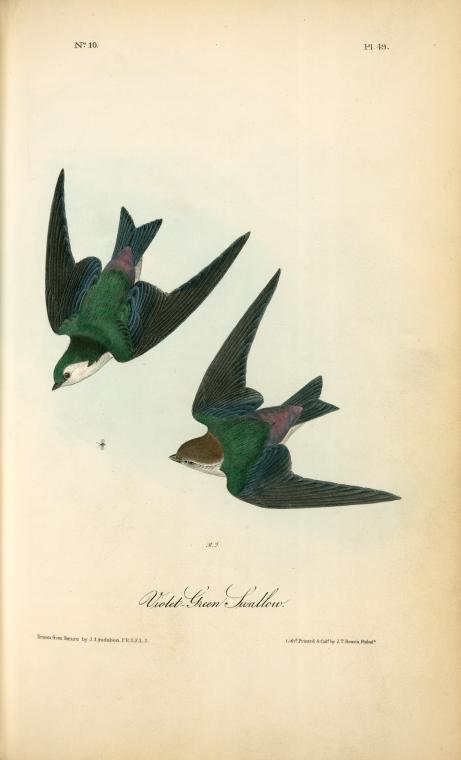 Violet-green Swallow — John James Audubon