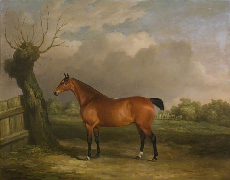 Light Bay Mare — James Barenger