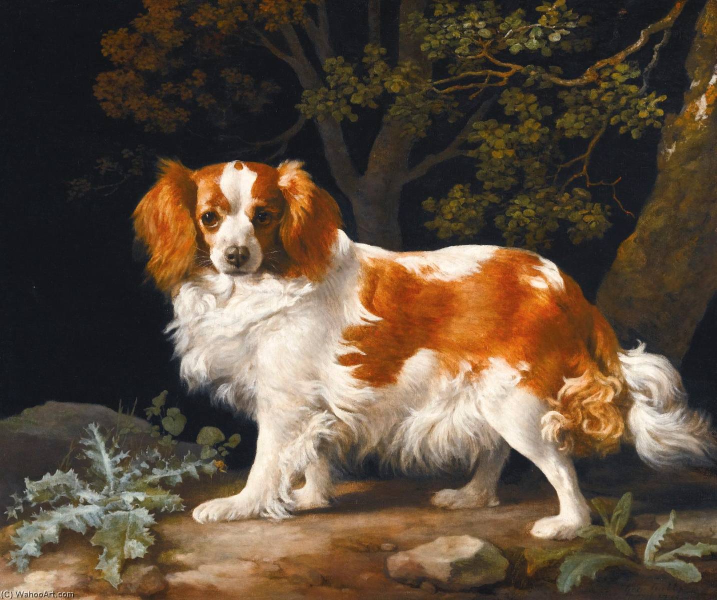 King Charles Spaniel — Džordž Stabs