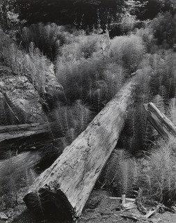 Log And Horsetails — Wynn Bullock