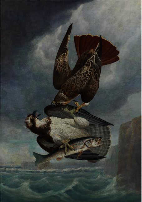 Red-tailed Hawk And Osprey (fish Hawk) — Robert Havell