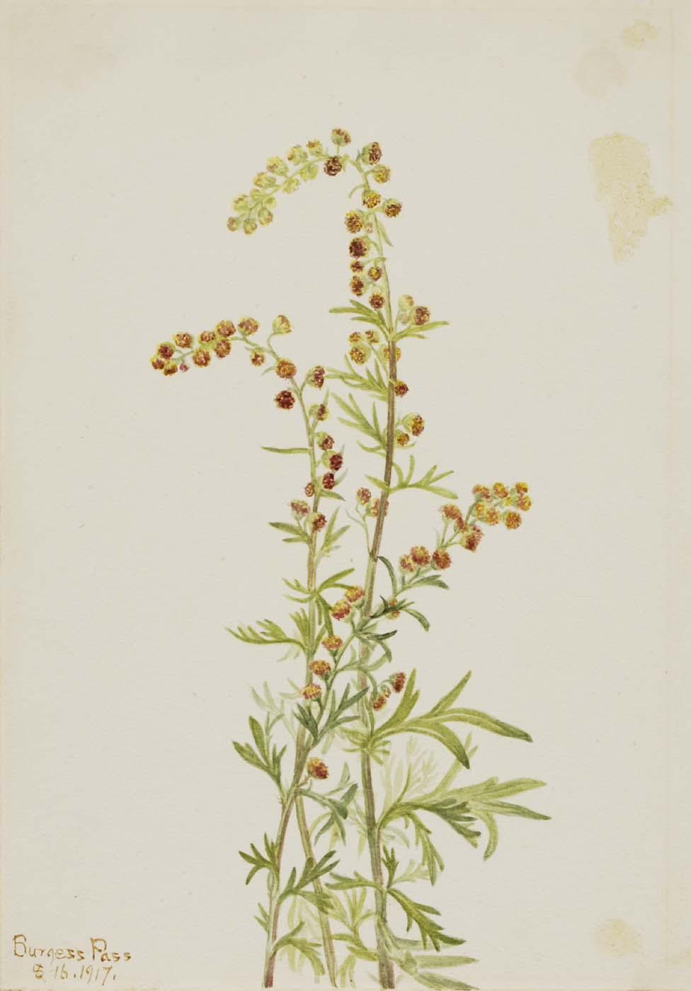 Rock Wormwood (artemisia Discolor) — Mary Vaux Walcott