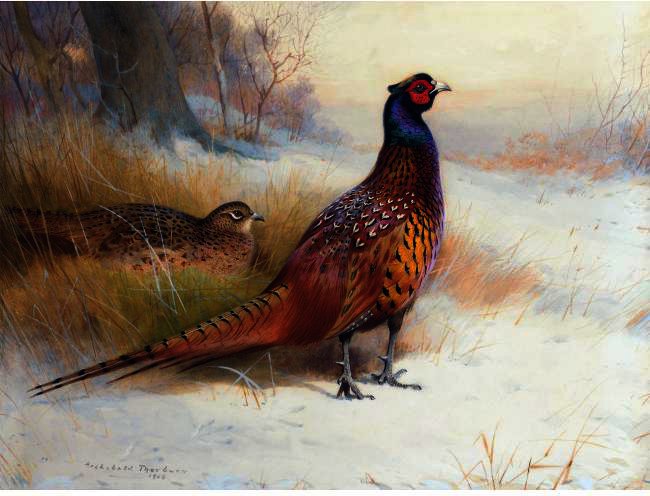 A Pair Of Pheasants In The Snow — Archibald Thorburn