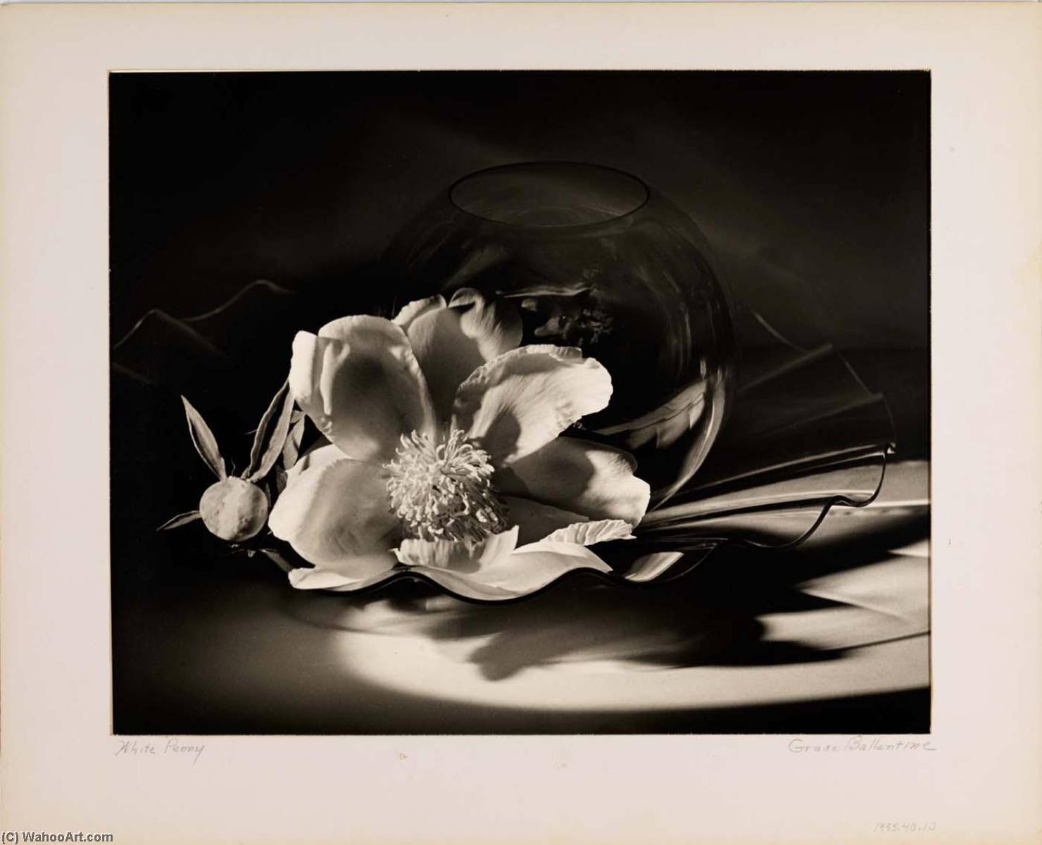 White Peony — Grace M Ballentine