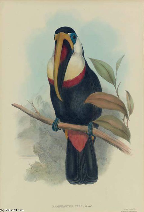 Ramphastos Inca (works Of John Gould And Henry Constantine Richter) — Henry Charles Fox