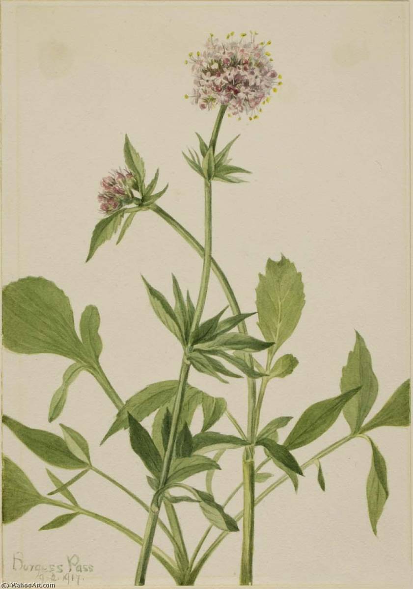 Heliotrope Valerian (valeriana Sitchensis) — Мери Вокс Волкотт
