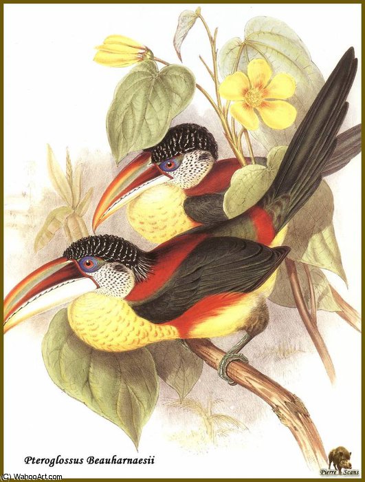 Toucan De Beauharnais — Иоанн Гуль