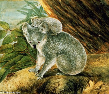 Koala And Young, — John William Lewin